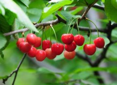 西印度樱桃味道如何？西印度樱桃原产地与用途介绍口感品种特点