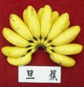 香蕉的品种介绍：旦蕉与北蕉的特点区别是什么？有什么形态特征