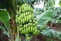 香蕉的种类和品种：台湾仙人蕉与矮脚蕉种植历史时长，香蕉抗病性好吗