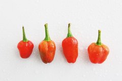 十种常见辣椒品种介绍，朝天椒与糯米椒哈瓦纳辣椒辣味程度特点