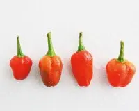 十种常见辣椒品种介绍，朝天椒与糯米椒哈瓦纳辣椒辣味程度特点