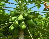 木瓜酵素的作用和功效，熟木瓜与青木瓜要怎么选购保存方法特点