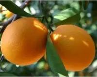 柳橙树原产于哪里？苦橙与甜橙有什么区别特点脐橙与血橙特点