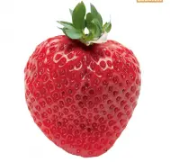 原来草莓可以叫士多啤梨，士多啤梨种植方法有机与无机肥料使用