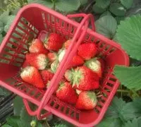 草莓为什么是水果皇后？日本士多啤梨甜度怎样量低卡营养高