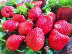 丰香草莓和香水草莓种植时间，丰香草莓和香水草莓种口感特点