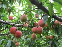 早熟水蜜桃品种介绍-红玉桃，红玉桃品种特点开花期与成熟期时间