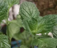 薄荷香草种植方法五个步骤，薄荷香草种植注意事项介绍