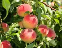 桃子的品种有哪些？硬肉桃/黄桃/水蜜桃/油桃/蟠桃五种品种特点