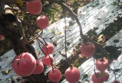 不同地区冰糖心红富士苹果价格区别，苹果果品品质决定性因素