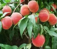 日本最甜的桃树品种是什么？花嫁/白凤/清水白桃品种口感特点产期