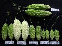 台湾中小型山苦瓜品种介绍，花莲1号至花莲6号有什么特点营养物质