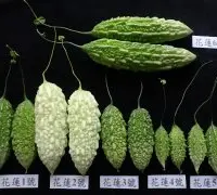 台湾中小型山苦瓜品种介绍，花莲1号至花莲6号有什么特点营养物质