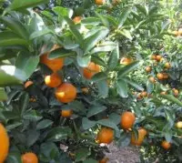 小橘子品种一口橘凤柑介绍，一口橘凤柑果实大小价格多少钱