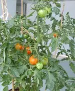 WDD花皮球彩色番茄种植 花皮球番茄是转基因吗?