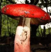 武夷山红菇，南平红菇以及云南红菇功效和作用