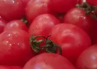 以色列西红柿品种介绍 世界上番茄共有多少个品种? 西红柿种子10大品牌