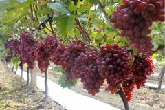 红提克瑞森葡萄栽培管理经验施肥方案