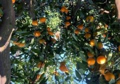 受疫情影响 部分产区种植户橘子滞销