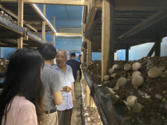 一种草菇的种植方法  杭州有个农夫种草菇“点渣成金”