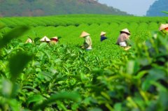 最新报告：暖化加剧将让全球茶叶产量锐减