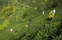 有机茶叶和有机茶园的的日常生产管理要求