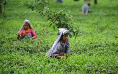 印度大吉岭红茶产量锐减9成 茶叶价格恐大涨