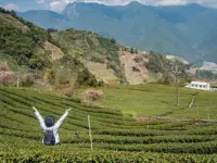 海拔2000公尺的「森林茶园」 高山茶席上品茶最满足
