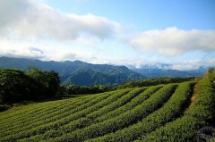 新北好茶包种成绩出炉 台湾包种茶王出「线」！