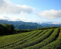 新北好茶包种成绩出炉 台湾包种茶王出「线」！