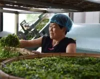 山东省庄镇忙採茶叶 年产值2.3亿人民币