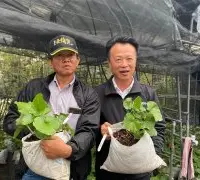 中国哪里适合种山葵 有望再见阿里山出中海拔山葵