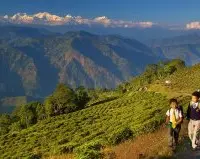 从尼泊尔零关税进口成为大吉岭茶叶和食用油行业的主要担忧